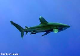 Image result for Carcharhinus longimanus