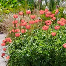 Attēlu rezultāti vaicājumam “Papaver orientale  flower”