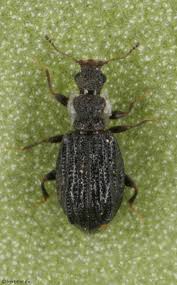 Attēlu rezultāti vaicājumam “Latridiidae”