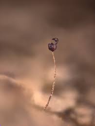 Attēlu rezultāti vaicājumam “Cribraria violacea”