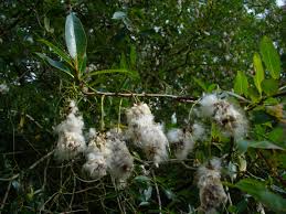 Attēlu rezultāti vaicājumam “Salix pentandra flower”