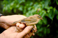 Image result for Phylloscopus schwarzi