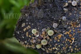 Attēlu rezultāti vaicājumam “Ascobolus furfuraceus”