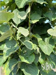 Attēlu rezultāti vaicājumam “Tilia tomentosa leaf”
