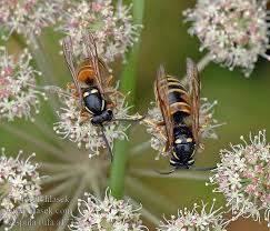 Attēlu rezultāti vaicājumam “Vespula rufa”