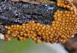 Attēlu rezultāti vaicājumam “Hemitrichia chrysospora”