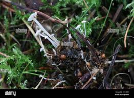 Attēlu rezultāti vaicājumam “Collybia tuberosa”