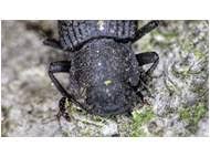 Attēlu rezultāti vaicājumam “Bolitophagus reticulatus imago”