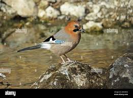 Attēlu rezultāti vaicājumam “Garrulus glandarius adult”
