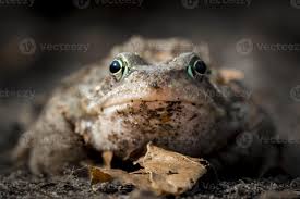 Attēlu rezultāti vaicājumam “Rana temporaria”