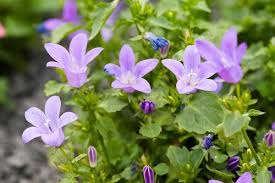 Image result for Campanula moesiaca