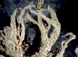 Attēlu rezultāti vaicājumam “Evernia mesomorpha”