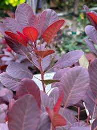 Attēlu rezultāti vaicājumam “Cotinus coggygria leaf”
