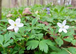 Attēlu rezultāti vaicājumam “Anemone x lipsiensis”