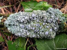 Attēlu rezultāti vaicājumam “Physcia aipolia”