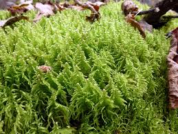 Attēlu rezultāti vaicājumam “Ptilium crista-castrensis sporophyte”