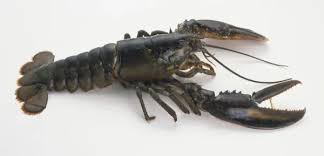 Image result for Homarus americanus