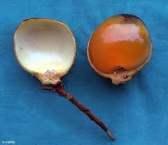 Attēlu rezultāti vaicājumam “Pedicularis palustris fruit”