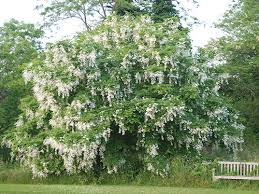 Attēlu rezultāti vaicājumam “Cladrastis kentukea”