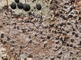 Attēlu rezultāti vaicājumam “Opegrapha rufescens”