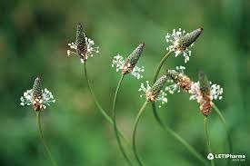 Attēlu rezultāti vaicājumam “Plantago lanceolata”