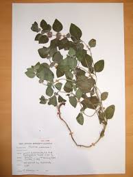 Attēlu rezultāti vaicājumam “Mentha x verticillata”