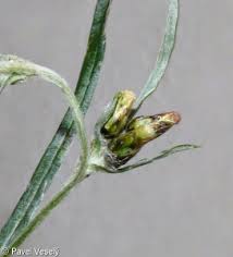Attēlu rezultāti vaicājumam “Gnaphalium sylvaticum flower”