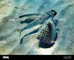 Image result for Dactylopterus volitans