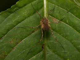 Attēlu rezultāti vaicājumam “Lophopilio palpinalis”