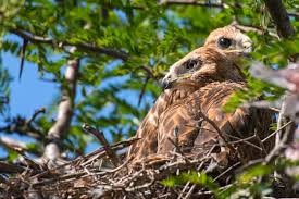 Attēlu rezultāti vaicājumam “Buteo buteo nest”