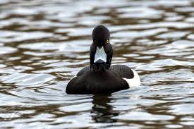 Attēlu rezultāti vaicājumam “Aythya fuligula male”