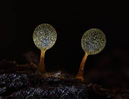 Attēlu rezultāti vaicājumam “Didymium verrucisporum spores”