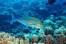 Image result for Caranx melampygus