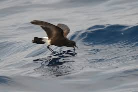 Image result for Oceanites oceanicus