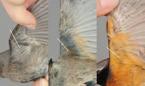 Attēlu rezultāti vaicājumam “Phoenicurus phoenicurus male”