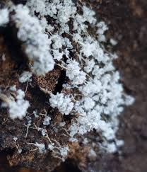 Attēlu rezultāti vaicājumam “Badhamia flavoglauca”