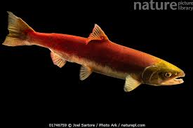 Image result for Oncorhynchus nerka