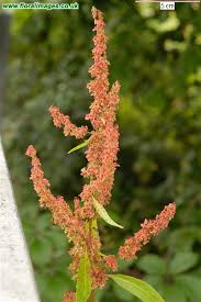 Attēlu rezultāti vaicājumam “Rumex obtusifolius flower”