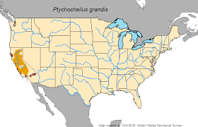 Image result for Ptychocheilus grandis