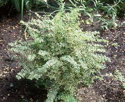 Attēlu rezultāti vaicājumam “Symphytocarpus sp.”