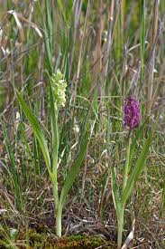 Attēlu rezultāti vaicājumam “Dactylorhiza ochroleuca”