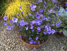 Attēlu rezultāti vaicājumam “Silene viscaria fruit”