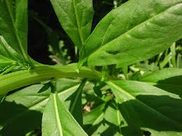 Attēlu rezultāti vaicājumam “Erysimum cheiranthoides flower”