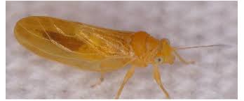 Attēlu rezultāti vaicājumam “Psylla alni nymph”