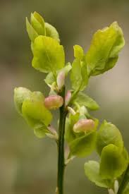 Attēlu rezultāti vaicājumam “Vaccinium myrtillus flower”