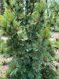 Image result for Pinus cembra