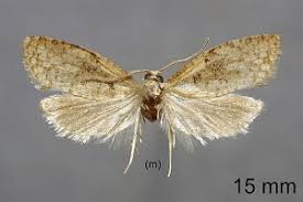 Attēlu rezultāti vaicājumam “Capua vulgana”