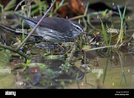 Image result for Seiurus noveboracensis