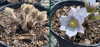 Attēlu rezultāti vaicājumam “Pulsatilla patens fruit”