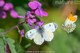 Attēlu rezultāti vaicājumam “Anthocharis cardamines”